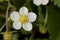 Fragaria vesca wild strawberry large green leaves with nerves white flowers with yellow stamens hairy stems, fruits still green