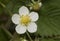 Fragaria vesca wild strawberry large hairy green leaves small immaculate white flowers orange yellow stamens developing green