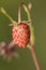 Fragaria vesca wild strawberry small forest fruit of intense red color and delicious flavor