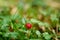 Fragaria vesca, woodland strawberry, wild strawberry outdoors in the nature. European strawberry, Alpine strawberry in green grass