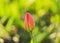 Fragile beauty of red closed tulip flower