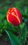 Fragile beauty of red tulip flower