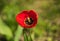 Fragile beauty of red tulip flower