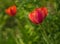 Fragile beauty of red tulip flower