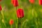 Fragile beauty of red tulip flower