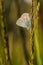Fragile blue butterfly, Polyommatus icarus, on grass