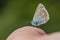 Fragile blue butterfly sitting on hand