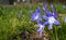 Fragile blue small spring flowers in city park