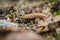 Fragile brown and beige legless lizard, Anguis fragilis