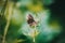 A fragile brown butterfly sits on a flower against a background of green grass