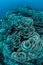Fragile Coral Reef Bleaching