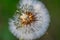 Fragile Dandelion blowball flower macro in spring backlight shows the natural vulnerability and lightness of dandelion seeds