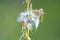 Fragile dandelion fluff, autumn abstraction, macro