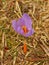 Fragile delicate flower of violet autumn crocus among dry yellow grass, a view from above