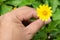 Fragile delicate yellow flower