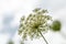 Fragile Dill Umbels on Summer Meadow