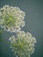 Fragile Dill Umbels on Summer Meadow