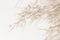 Fragile elegant romantic dry flowers reed rush cane buds for soft mist effect wedding invitation on light background macro