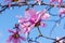 Fragile flower of pink magnolia on a bright blue sky background. Blossoming of magnolia tree on a sunny spring day