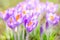 Fragile and gentle violet crocus spring flowers