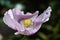 Fragile Lilac and Purple Breadseed Poppy Flower in the wind on a green spring garden. Gentle movements in the spring breeze.