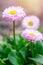 Fragile pink daisy flowers with young green leaves on bright sunlight. Simple object photo
