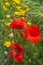 Fragile poppies in a green field. Beautiful red flowers in the wild