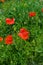 Fragile poppies in a green field. Beautiful red flowers in the wild