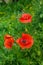 Fragile poppies in a green field. Beautiful red flowers in the wild