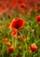 Fragile Poppy, Polly Joke, West Pentire, Cornwall