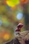 Fragile psathyrella mushrooms on an old trunk