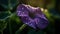 The fragile purple petal of a dewy hibiscus in autumn generated by AI