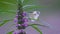 Fragile small white cabbage butterfly on a pretty purple flower