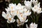 Fragile white crocus flowers