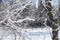 Fragile white crystals of frost on thin branch in winter