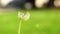 Fragile white dandelion blossom gets blown away by the spring wind. Close-up slow motion shot. Flower blossom is swept