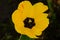 Fragile yellow tulip flower flowering plant of springtime