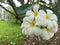 Fragipani flowers