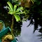 fragipani plants