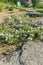 Fragment of the alpine slide with flowering phlox subulate