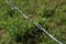 Fragment of barbed wire on a green background