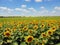 Fragment of beautiful field with sunflower in Russia
