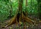 Fragment of a big tree in a tropical forest. Sulawesi. Indonesia