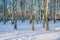 Fragment of a birch forest, birch tree, symbol of Russia, city of Korolev, Moscow region, summer, black and white, sky over Russia