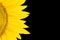 Fragment of blooming sunflower closeup on a black background.