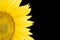 Fragment of blooming sunflower closeup isolated on a black background.