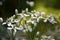 Fragment of the blossoming clematis.