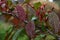 Fragment of a branch of a decorative apple tree.