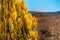 Fragment of a bright yellow thuja on a blurred background of sky and mountains.