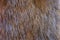 Fragment of brown mink fur